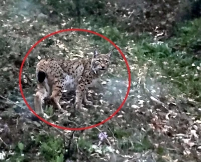 Sinop&rsquo;ta vaşak g&ouml;r&uuml;nt&uuml;lendi
