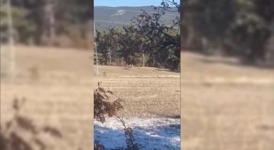 Sinop&rsquo;ta yaban hayatı objektiflere yansıdı
