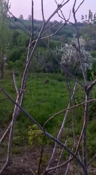 Sinop&rsquo;ta yavru karaca g&ouml;r&uuml;nt&uuml;lendi
