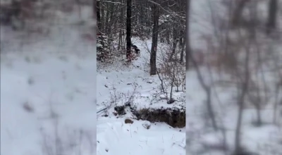 Sinop&rsquo;ta yiyecek arayan karacalar kameralara yansıdı
