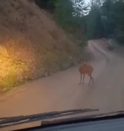 Sinop’ta yol ortasında dinlenen karaca kameraya yansıdı
