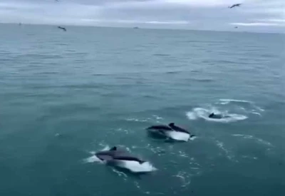 Sinop&rsquo;ta yunusların balık&ccedil;ı teknesiyle dansı kamerada
