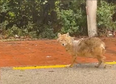 Sinop&rsquo;un &rsquo;gurme&rsquo; &ccedil;akalı: Leblebiyi beğenmedi, fındığa koştu
