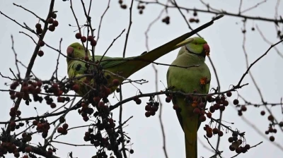 Şirintepe Mahallesi&rsquo;nde renkli g&ouml;r&uuml;nt&uuml;ler: Papağanlar parkı mesken tuttu
