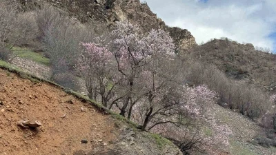 Şırnak&rsquo;ta badem ağa&ccedil;ları &ccedil;i&ccedil;ek a&ccedil;tı
