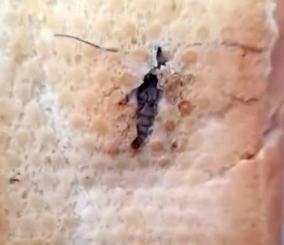 Şırnak’ta ekmeğin içinden böcek çıktı