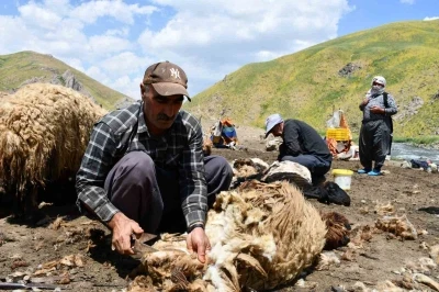 Şırnak&rsquo;ta koyun kırkma mesaisi başladı
