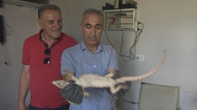 Şırnak&rsquo;ta odunlukta bulunan &ccedil;&ouml;l varanı, doğal yaşam alanına bırakıldı
