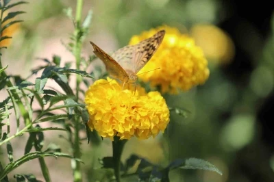 Şırnak’ta soğuklar geldi, kelebeklerin ’son dansı’ başladı
