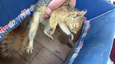 Şırnak’ta yaban hayvanları tedavi altına alındı
