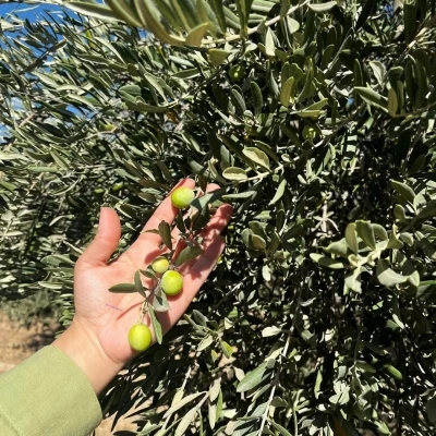 Şırnak’ta zeytin rekoltesi için ilk veriler toplandı
