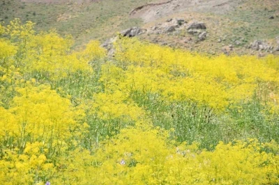 Şırnak yaylaları sarı rengine b&uuml;r&uuml;nd&uuml;
