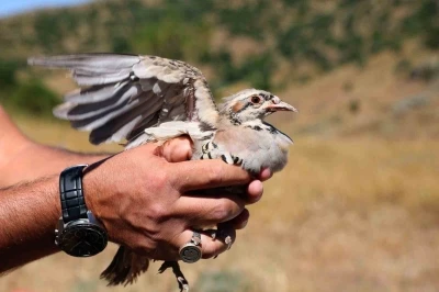 Sivas&rsquo;ta 500 kene avcısı g&ouml;rev başında
