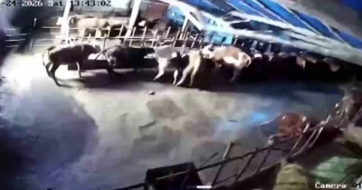 Sivas&rsquo;ta ahır &ccedil;&ouml;kt&uuml;, o anlar g&uuml;venlik kamerasına yansıdı
