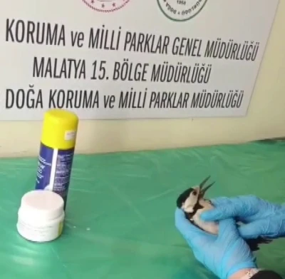 Sivas&rsquo;ta bitkin halde bulunan ağa&ccedil;kakan, tedavi edilip doğaya salındı

