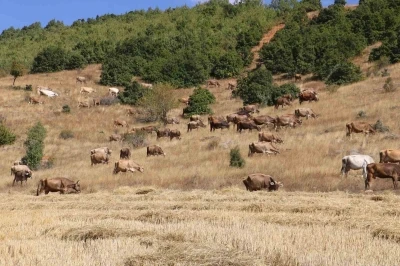 Sivas&rsquo;ta b&uuml;y&uuml;kbaş hayvan sayısı azaldı
