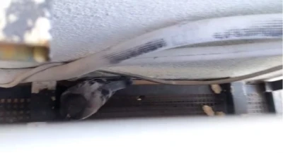 Sivas’ta klima havalandırmasına sıkışan güvercini itfaiye kurtardı
