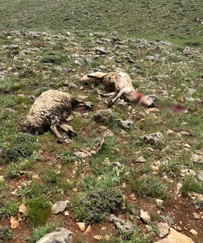 Sivas&rsquo;ta koyun s&uuml;r&uuml;s&uuml;n&uuml;n &uuml;zerine yıldırım d&uuml;şt&uuml;, 5 koyun telef oldu
