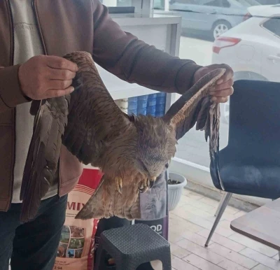 Sivas&rsquo;ta yaralı bulunan Kızıl şahin koruma altına alındı
