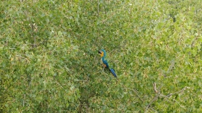 Sivaslıların Rusça konuşan papağanla imtihanı
