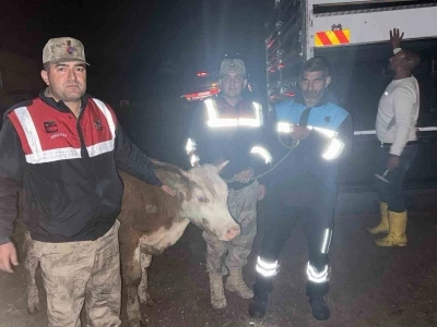Siverek&rsquo;te &ccedil;alınan b&uuml;y&uuml;kbaş hayvan jandarma tarafından bulundu
