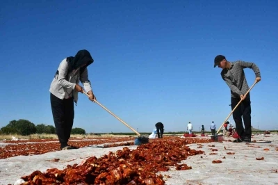 Siverek’te yetiştirilen kuru domatesler dünya sofralarına ulaşıyor
