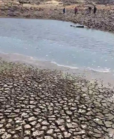 Siverek’teki gölette sular çekildi, balıklar telef oldu
