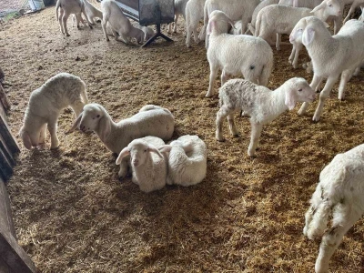 Soğuk havalarda ger&ccedil;ekleşen doğumun ardından &uuml;reticilerin y&uuml;z&uuml; g&uuml;ld&uuml;
