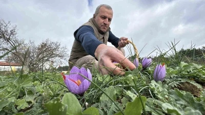Soğuk ve yağışlı hava ‘dünyanın en pahalı baharatı’nda hasat süresini uzattı
