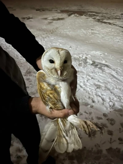 Soğuklardan ka&ccedil;ıp ahıra sığındı
