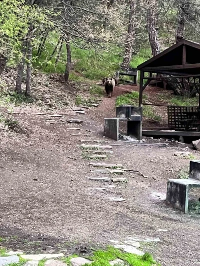 Soğuksu Milli Parkı&rsquo;nda ayı ailesi g&ouml;r&uuml;nt&uuml;lendi
