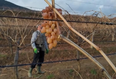 Soğukta budanan bağlardan iş&ccedil;ilere tatlı s&uuml;rpriz
