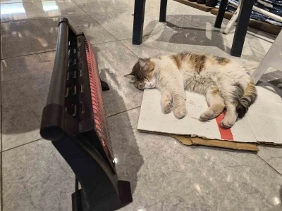 Soğuktan &uuml;ş&uuml;yen kedi elektrikli ısıtıcının karşısında dinlendi
