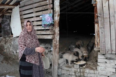 Sokak k&ouml;peği 10 yavru doğurdu, sahip &ccedil;ıkan kadın &ccedil;aresiz kaldı
