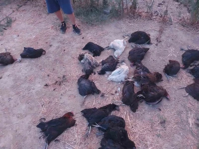 Sokak köpekleri 25 tavuğu telef etti
