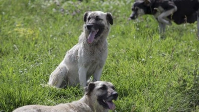 Sokak k&ouml;pekleri i&ccedil;in d&uuml;ğmeye basıldı! Bakan &Ccedil;ift&ccedil;i'den talimat: T&uuml;m T&uuml;rkiye'de uygulanacak