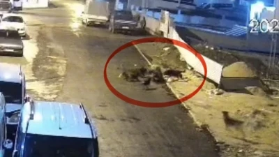 Sokak k&ouml;peklerinin dehşeti kamerada: Teravih d&ouml;n&uuml;ş&uuml; yaşlı kadına saldırdılar
