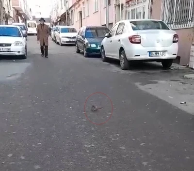 Sokakta fare paniği: &Ccedil;evreyi k&ouml;t&uuml; kokular sardı
