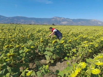 Söke’de 2025 yılı destekleme ürün çalışmaları yapıldı
