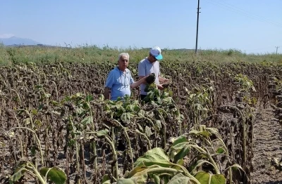 Söke’de ayçiçeği veriminin geçmiş yılları geride bırakması bekleniyor

