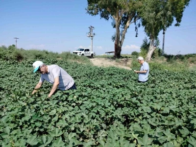 Söke’de pamuk tarlalarındaki verim umut veriyor
