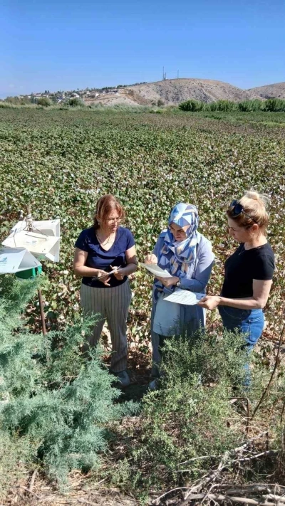 Söke’de pamukta pembekurt zararlısına karşı uyarı

