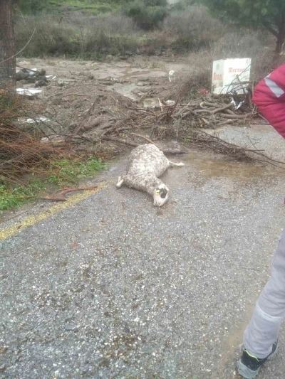 S&ouml;ke&rsquo;de sel sularına kapılan 46 k&uuml;&ccedil;&uuml;kbaş hayvan telef oldu
