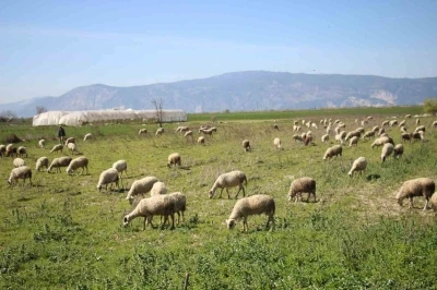 S&ouml;ke&rsquo;de yetiştiricilere destekleme icmali uyarısı
