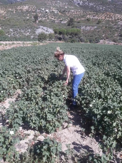 Söke’de zararlı popülasyonunda artış gözlemlendi
