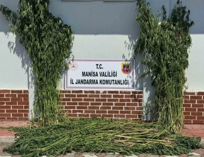 Soma’da 1.620 kök kenevir ele geçirildi
