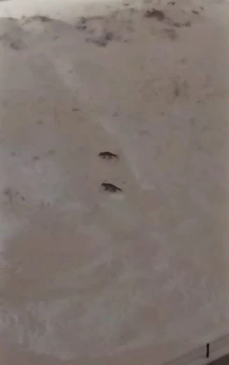 Son yılların en soğuk kışını yaşayan Sivas&rsquo;ta yabani hayvanlar sık sık yerleşim b&ouml;lgelerine iniyor
