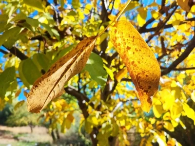 Sonbaharda ağaçlarda renk cümbüşü
