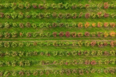 Sonbaharın renk cümbüşü Uludağ eteklerinde
