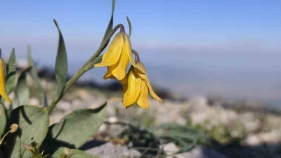 Spil&rsquo;in zirvesinde a&ccedil;an nadir g&uuml;zellik
